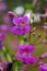 Purple flowers of the showy penstemon