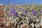 Purple flowers of Solanum elaeagnifolium, the silverleaf nightshade