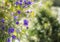 Purple flowers of Solanum rantonnei or blue potato bush or Lycianthes rantonnetii or Paraguay nightshade