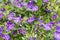 Purple flowers of Solanum rantonnetii