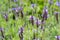 Purple flowers of Spanish Eyes Lavender growing in garden in summer