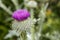 Purple flowers of spiny leaved thistle close-up.