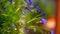 Purple flowers stand on a shelf in clay pots