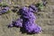 Purple flowers on a stone wall