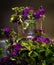 Purple flowers surrounding lighted water fountain