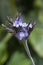 Purple flowers of a tillandsia duratii or air plant