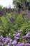 Purple Flowers of Varying Heights Growing in a Garden