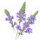 Purple flowers. Verbena . Vector.