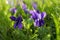 Purple flowers of violets in the lawn in spring