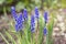 Purple flowers viper bow on the flowerbed