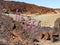 Purple flowers on the volcano