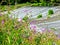 Purple flowers at the water, Kellerwald, Edersee