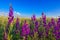 Purple flowers in wheat field