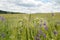 Purple flowers in wheat in filed