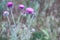 Purple flowers of wild Carduus