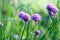 Purple flowers of wild onions Allium ursinum in the garden