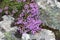 Purple flowers of wild thyme