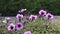 Purple flowers in windy weather. Petunia Magenta