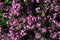 Purple flowers of woodland forget-me-not Myosotis Sylvatica