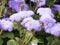 Purple fluffy flowers of ageratum
