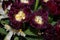 Purple fluffy Tulip. Dark shaggy Tulip. Dark purple flower