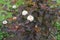 Purple foliage and corymbs of white flowers of Physocarpus opulifolius