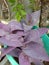 Purple foliage plants that look dull and dusty