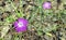 Purple forest flower carnations