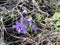 Purple forest violet in early spring. many violets violets macro photo.