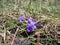 Purple forest violet in early spring. many violets violets macro photo