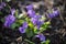 Purple forest violet in early spring. many violets violets macro photo