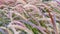 Purple fountain grass or the beautiful Pennisetum Alopecuroide