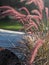 Purple fountain grass infront of a tractor in the fall