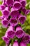 Purple Fox Glove flowers