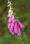 Purple foxglove covered in raindrops