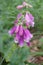 Purple foxglove Digitalis Purpurea L., a species belonging to the family babykatych.