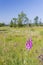 Purple Foxglove in the High Fens, Belgium