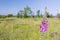 Purple Foxglove in the High Fens, Belgium