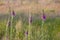 Purple Foxglove in the High Fens, Belgium