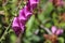 Purple Foxglove on Stem