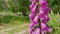 Purple foxgloves flower digitalis in a forest