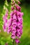 Purple foxgloves flowers closeup in summer