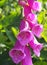 Purple foxgloves growing in sunlit early summer bright spring woodland