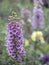 Purple foxgloves in spring