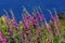 Purple foxgloves in the wild