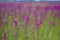 Purple fragrant flowers Ivan-tea on a summer field