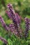 Purple fragrant inflorescences on the stright stems