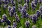 Purple fragrant lavender flowers