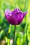 Purple frayed tulip in nature - shallow depth of field