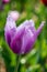 Purple frayed tulip in nature - shallow depth of field